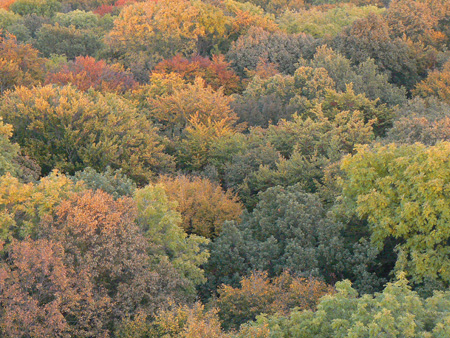 Green and amber forest canopy