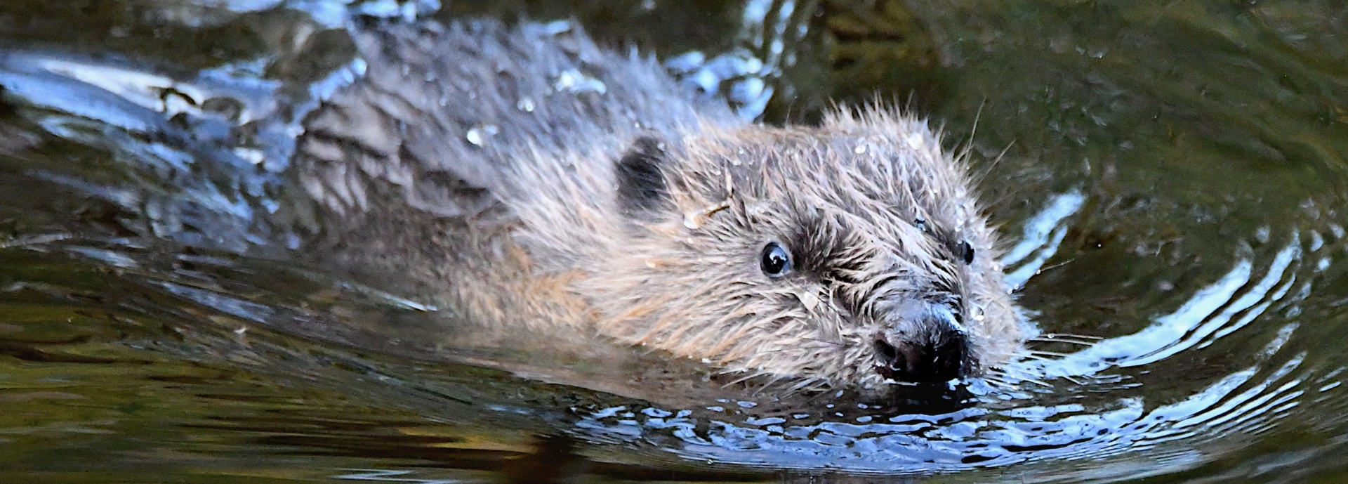 A beaver swims in the River Tay