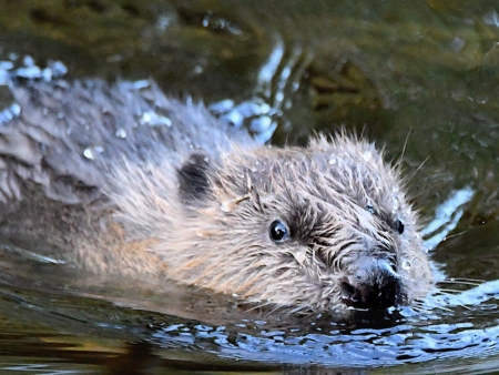 A beaver swims in the River Tay