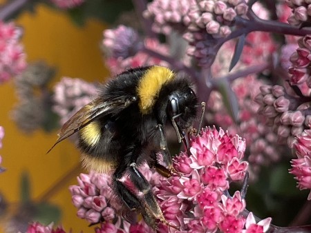 Researchers find evidence that bumblebees make the same memory errors as humans