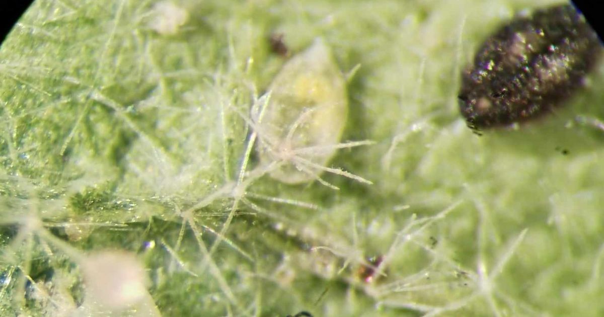 Whitefly nymphs on a leaf (black ones are dead/parasitised)