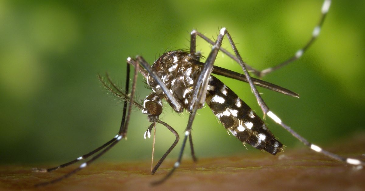 Aedes Mosquito