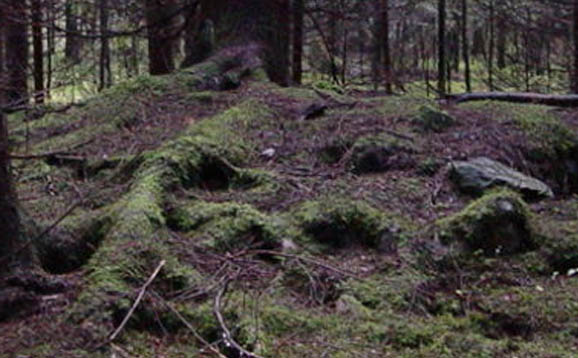 Trees and tree roots