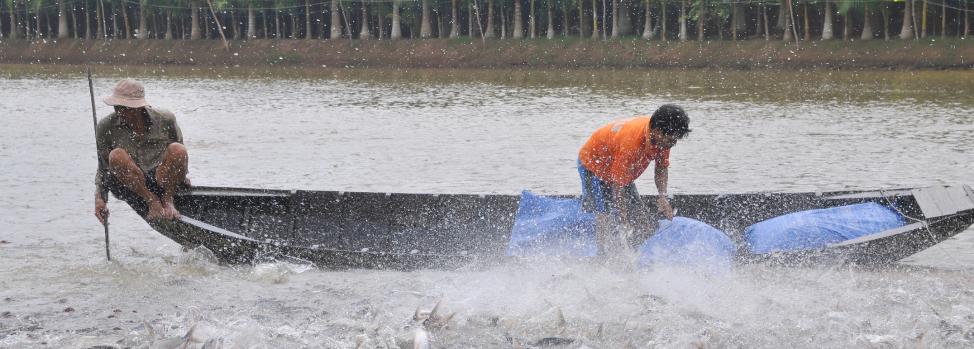 Tow men on a boat feeding fish