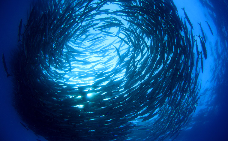 Shoal of fish in sea