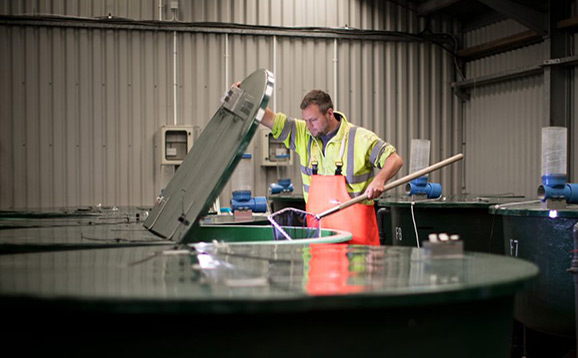 Man working at tanks in aquaculture facility