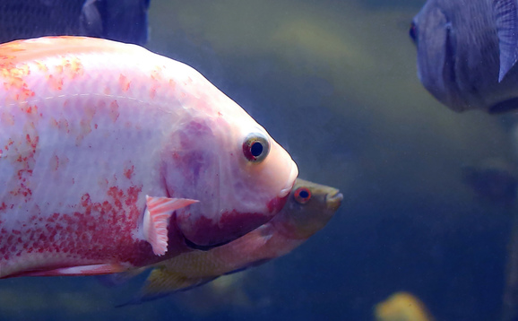 Red tilapia and other fish swimming