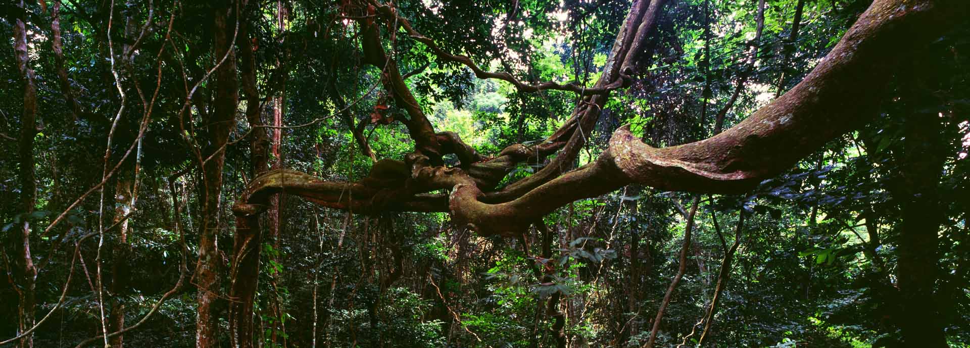 Vines in jungle