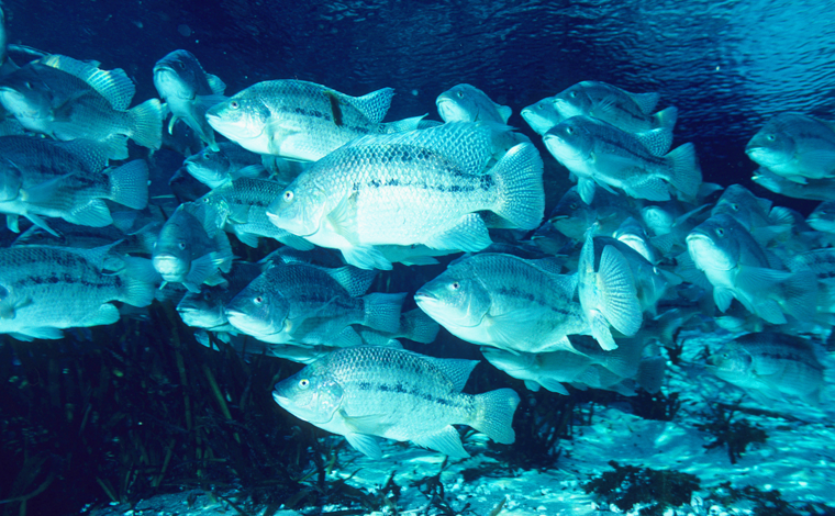 fish swimming underwater