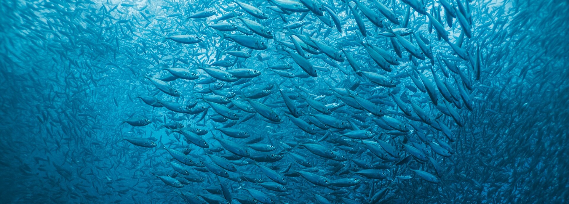 Shoal of fish